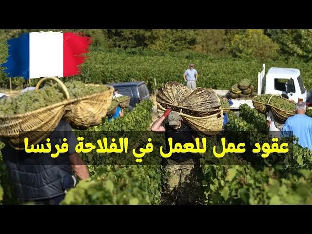 فرنسا تطلب 80 ألف عامل للفلاحة بعقود رسمية 2026